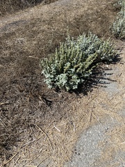 Ambrosia acanthicarpa