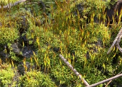 Tortula muralis muralis