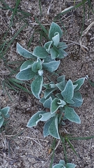 Antennaria parlinii