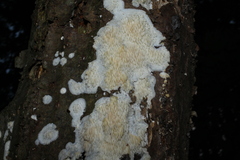 Radulomyces copelandii