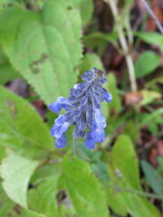 Salvia lavanduloides