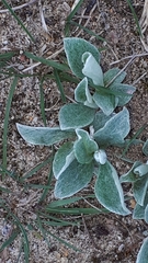 Antennaria parlinii