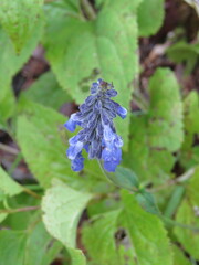 Salvia lavanduloides