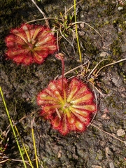 Drosera spatulata