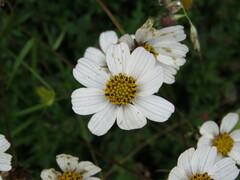 Bidens colimana