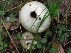 Lycoperdaceae