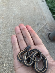 Thamnophis radix