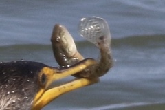 Acanthogobius flavimanus