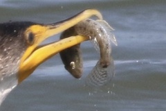 Acanthogobius flavimanus