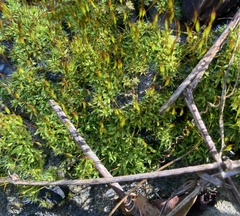 Tortula muralis muralis