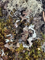 Lobaria hallii