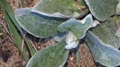 Antennaria parlinii