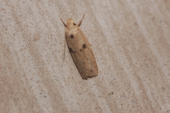 Scythropiodes issikii