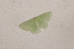 Synchlora