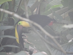 Ramphastos ambiguus