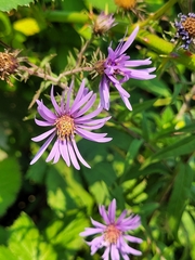 Canadanthus modestus