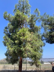 Pinus canariensis
