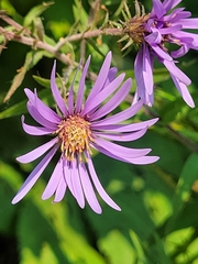 Canadanthus modestus