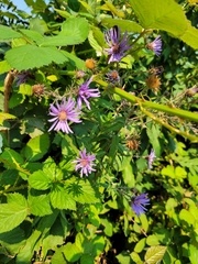 Canadanthus modestus