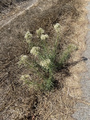 Lepidium fremontii