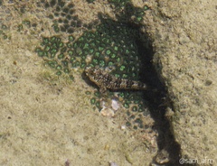 Scartella cristata