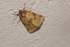 Azenia obtusa