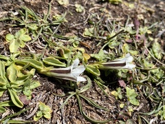 Gentiana newberryi