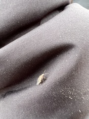 Heteroptera