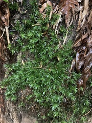 Atrichum selwynii