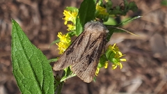 Agrotis venerabilis