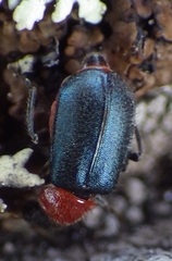 Collops tricolor