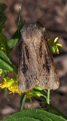Agrotis venerabilis
