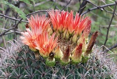 Ferocactus wislizeni