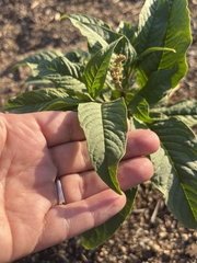 Phytolacca icosandra