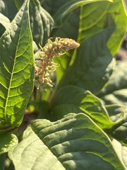 Phytolacca icosandra