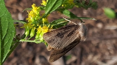Agrotis venerabilis