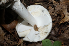 Phalloideae