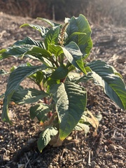 Phytolacca icosandra