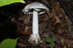 Phalloideae