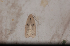 Scythropiodes issikii