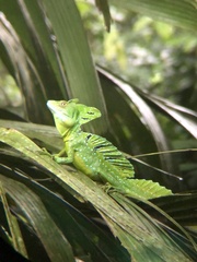 Basiliscus plumifrons