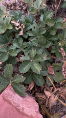 Potentilla reptans