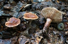 Lactarius mutabilis