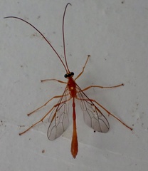 Enicospilus