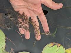Myriophyllum sibiricum