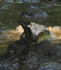 Basiliscus basiliscus