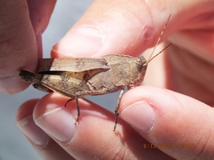 Spharagemon crepitans