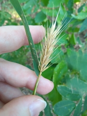 Elymus virginicus