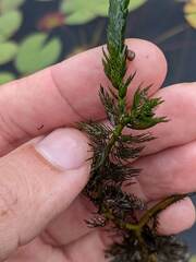 Myriophyllum sibiricum