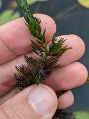 Myriophyllum sibiricum